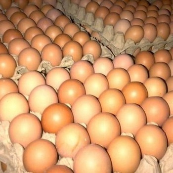 Fresh eggs, Certification : ISO, Variety : consumption