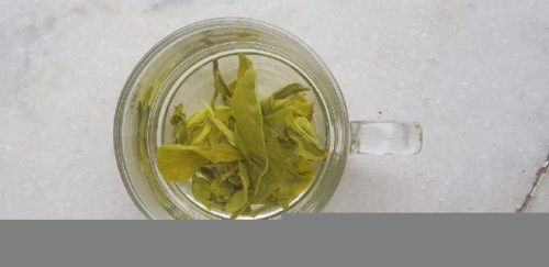 Green Organic Tea, For Home, Office, Restaurant, Hotel, Shelf Life : 1years