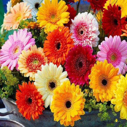 Fresh Gerbera, Feature : Freshness