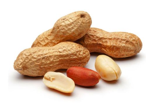 Organic Ground Nuts, For Making Flour, Making Oil, Making Snacks, Feature : Excellent Source Of Nutrients