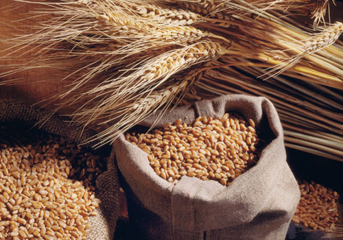 Wheat Seeds, For Beverage, Purity : 99.95%