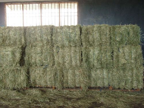 Rhodes Grass, Packaging Type : Light green