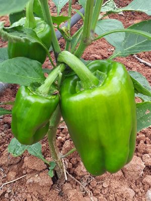 Fresh Capsicum