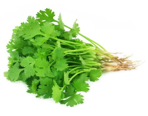 Green Coriander