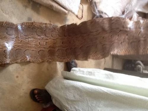 Raw Snake Skin, Packaging Type : Brown for Bag, Shoes etc