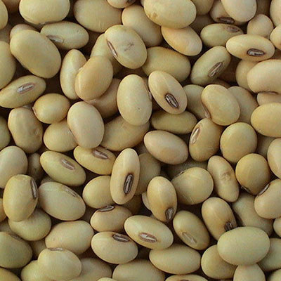 Organic Soybean Seeds