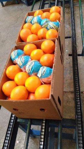 Common fresh fruits, Packaging Size : 20Kg, 15 18 Kg