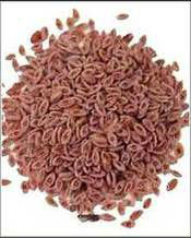 PLANTAGO Psyllium Seeds