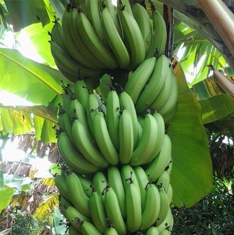 Organic Fresh Green Banana