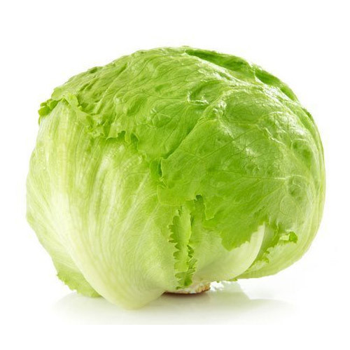 Organic Lettuce Iceberg, Color : Sea Green To Lime Green