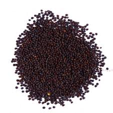 Mustard Seeds, Packaging Type : Jute Bag, Plastic Bag
