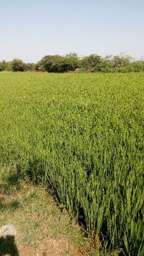 Soft Common Sona Masoori BPT Rice, For Cooking, Feature : Good Variety