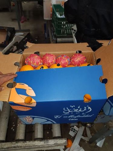 El Mufaddal Common Oranges, Packaging Size : 15 Kg