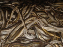 Frozen Eel Fish, Packaging Type : Bulk