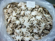 Frozen Octopus