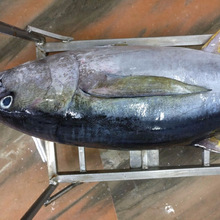 AST Frozen Yellowfin Tuna, Packaging Type : Bulk