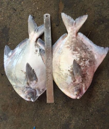 Fresh Chinese Pomfret, Shape : Block