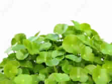 Centella Asiatica Herb