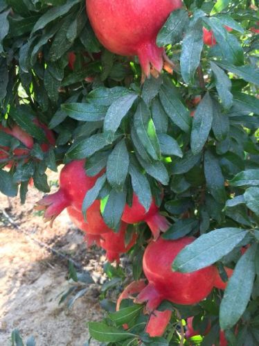Fresh pomegranate, Shelf Life : 15 Days