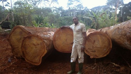Explicit Offer For Rosewood Timber and Logs With Boards