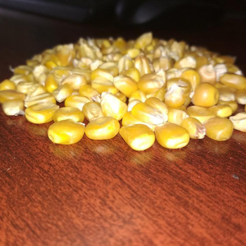 Maize For Animal Feed, Color : Yellow