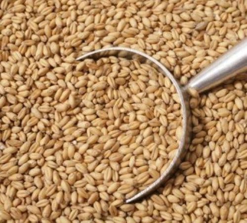 Wheat Seed, Feature : Healthy, Natural Taste, Purity