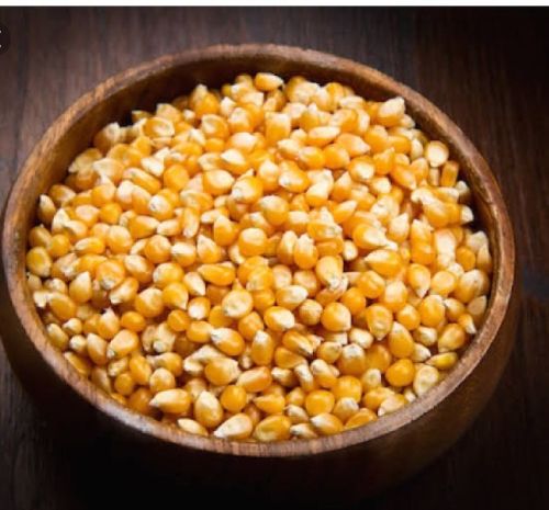 Yellow Maize Seed, Moisture : 13% Max