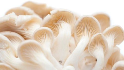 Oyster Mushroom, Packaging Type : Plastic Bag