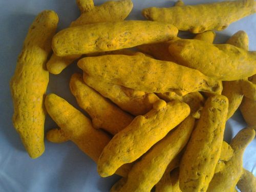 Polished Turmeric Finger, Shelf Life : 3 Year