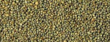 Bajra Seeds