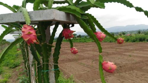 Dragon Fruit Plants