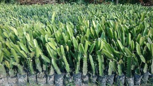 Natural Dragon Fruit Plants, Color : Green