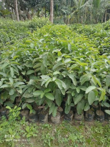 Green Guava Plants