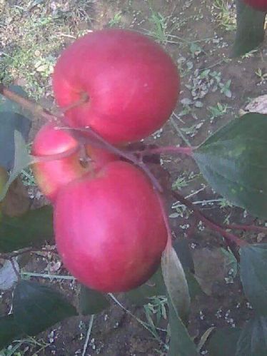 Kashmiri Apple Ber Plants