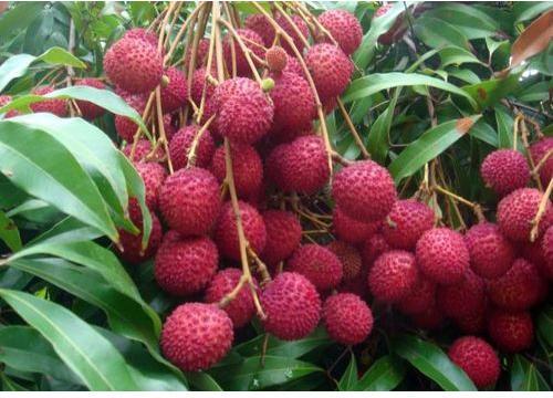 Natural Litchi Plants