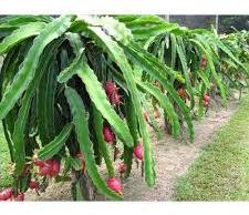 Organic Dragon Fruit Plants