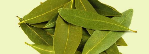 KGCPL Bay Leaves, Shelf Life : 24 Months