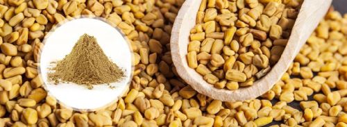 Fenugreek Seeds Powder, Grade : AAA