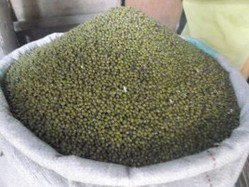 Green Mung Bean