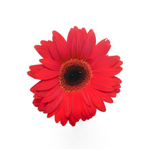 Natural Fresh Gerbera, Color : Red