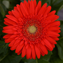 PAPO Red Gerbera Flower