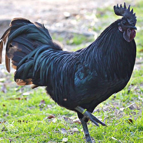 Live Kadaknath Hen, Feature : Farmed In Soothing Environment