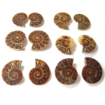 Ammonite Fossil Halves