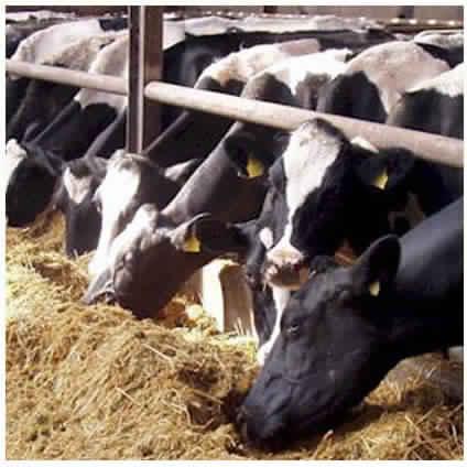 Animal Feed Supplements