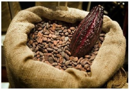 Cocoa Beans, Certification : SGS