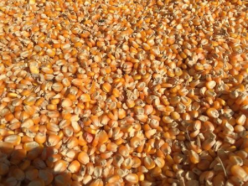 Yellow Maize, Packaging Type : 50kg/bag