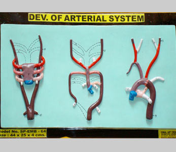 Plastic Arterial System Model, Size : 44X25X4 Cms.