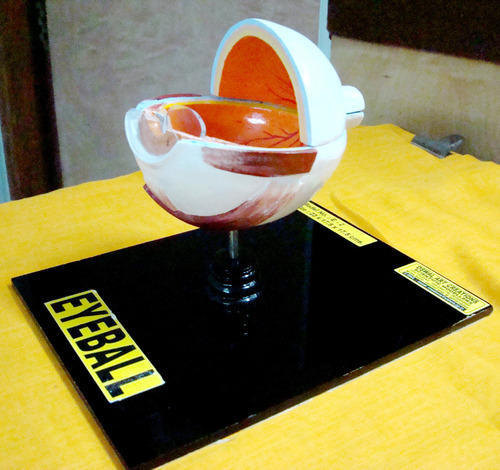 PVC Eyeball Model, For Laboratory, Museums, Feature : High Quality, Best Designs, Accurate Shape