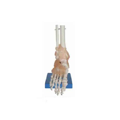 Life Size Foot Joint Model, Feature : Precise Design