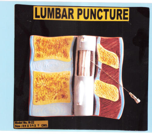 PVC Lumbar Puncture Model, For Laboratory, Museums, Feature : Anatomically Correct Palpable, Realistic Resistance